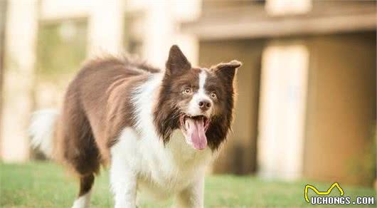 边牧和苏牧都是牧羊犬，为什么喜欢边牧犬的更多呢？边牧犬的5大优势