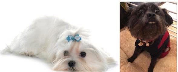 你不知道的猴面犬养护常识，这些细节必须要注意