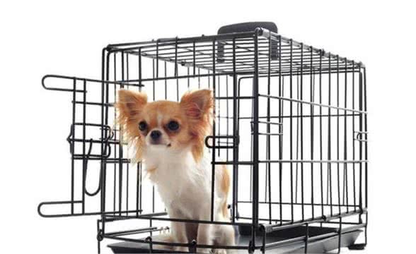 狗狗抗拒进入笼子？主人该如何让笼内训练变得有趣