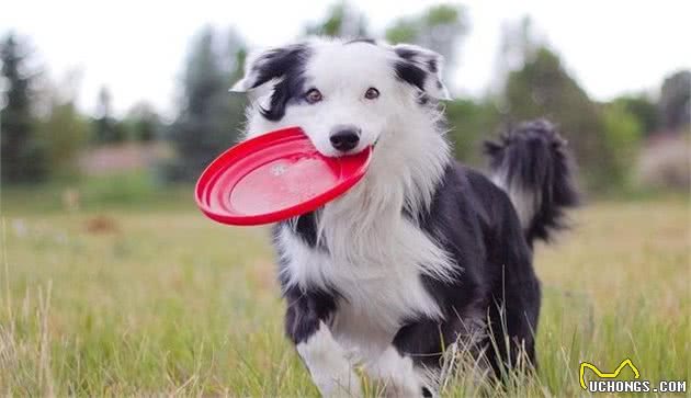 饲养犬的基本管理