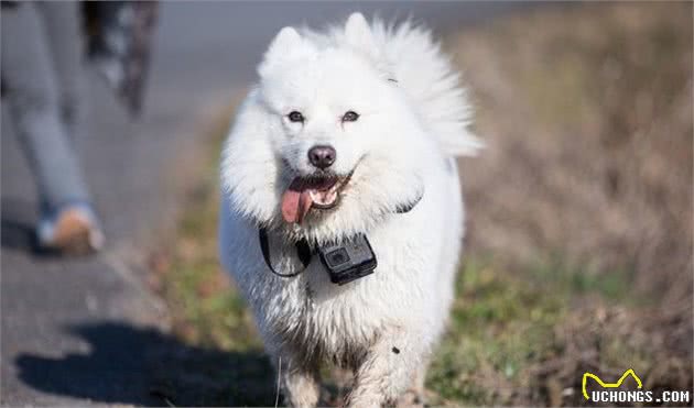 我家萨摩耶犬这样养，养了三年都没有泪痕