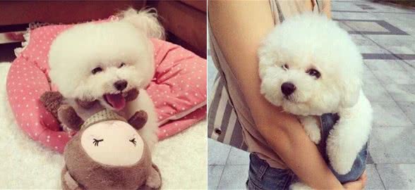 饲养“比熊犬”有什么好？这6大好处，让养的人“爱不释手”！