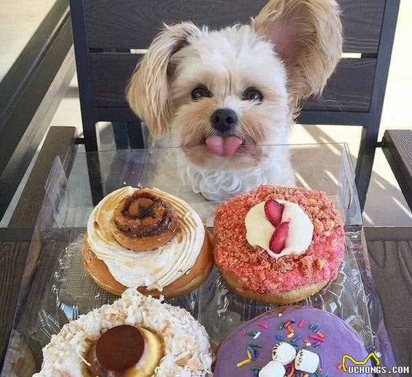 狗狗挑食不吃犬粮？试试这几招肯定见效