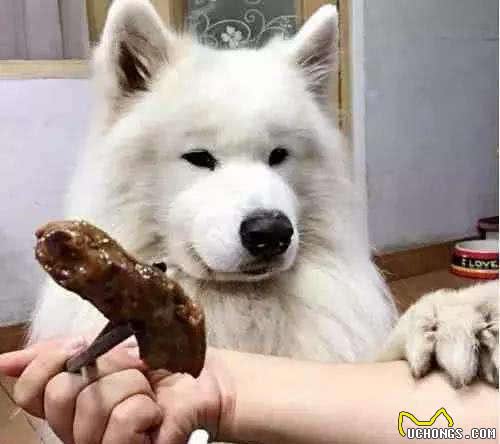 狗狗挑食不吃犬粮？试试这几招肯定见效