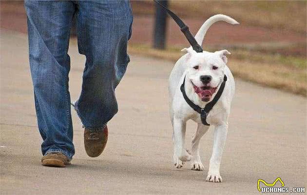 狗狗挑食不吃犬粮？试试这几招肯定见效