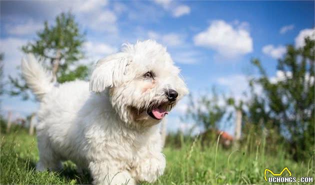 饲养比熊犬，想它好，就不要做这5件事情