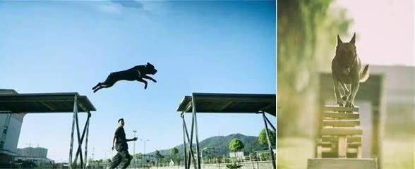 警犬竟是这样炼成的！走进警犬训练基地，了解不同的汪星人！