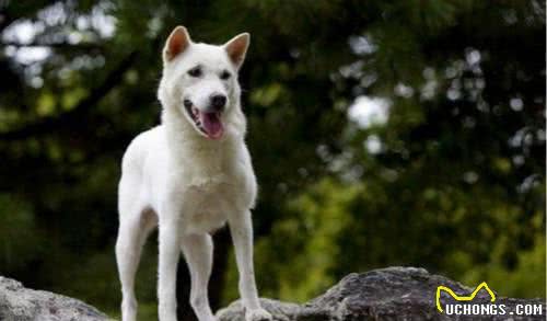 看了六大日本犬之后我们是不是也应当去保护本土犬种呢