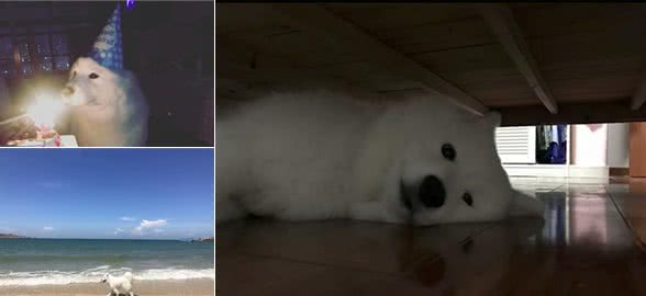 让宠物狗能够健康长寿的几点原因，现在看可以让狗狗多陪你好几年