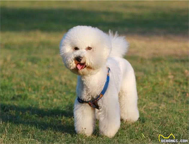 比熊犬毛发偏黄，洗澡也白洗，教你一招，让狗狗更闪亮，还香香的