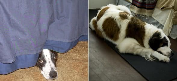 狗狗害怕时的万金油，这几个办法，狗狗怕啥都能治