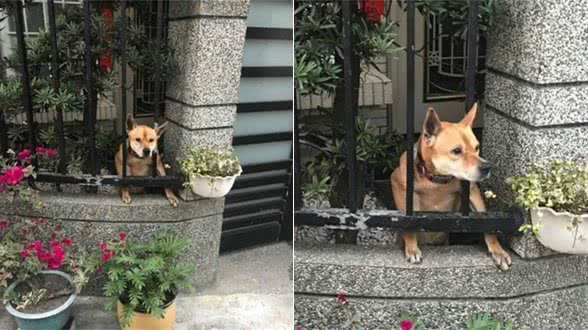 可爱黄狗探头讨摸摸，他走近一看笑翻：肌肉猛犬