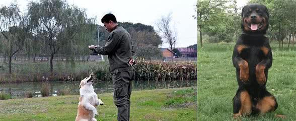 宠物犬训练过程当中，如何表扬狗狗，更加聪明自信，惹人爱