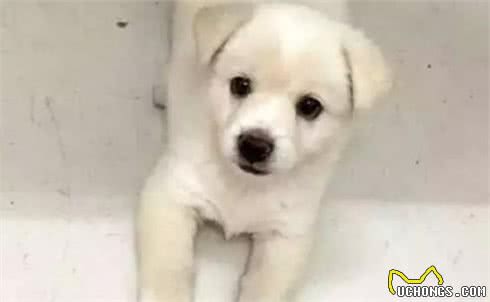 狗狗心理学：在狗狗心里主人是什么样的角色？