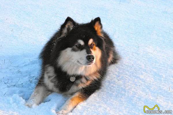 芬兰拉普猎犬：长得像中型的阿拉斯加犬，是能够狩猎驯鹿的狗狗