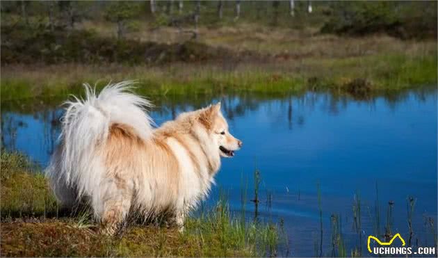 芬兰拉普猎犬：长得像中型的阿拉斯加犬，是能够狩猎驯鹿的狗狗