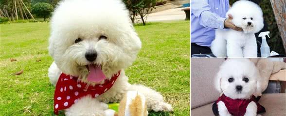 最合适有孩子家庭养的狗~比熊犬