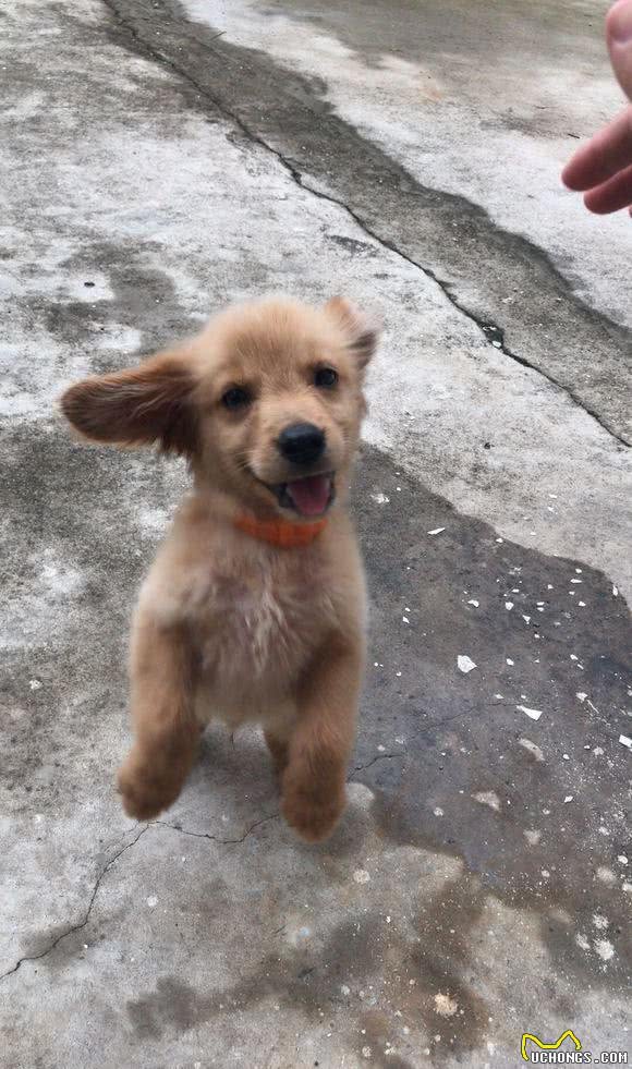 刚买不久的金毛犬误食15颗葡萄，上网一查，大家的回答让我心碎！