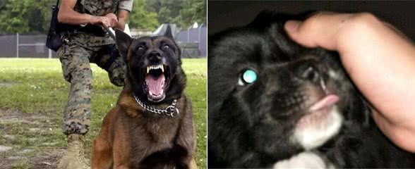 狗狗得“狂犬病”要满足5个条件，了解的人都知道