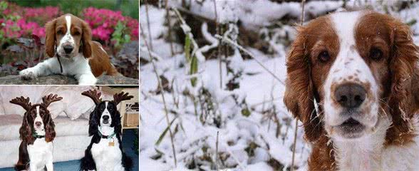 史宾格犬什么毛色为好史宾格通常为棕红和白色