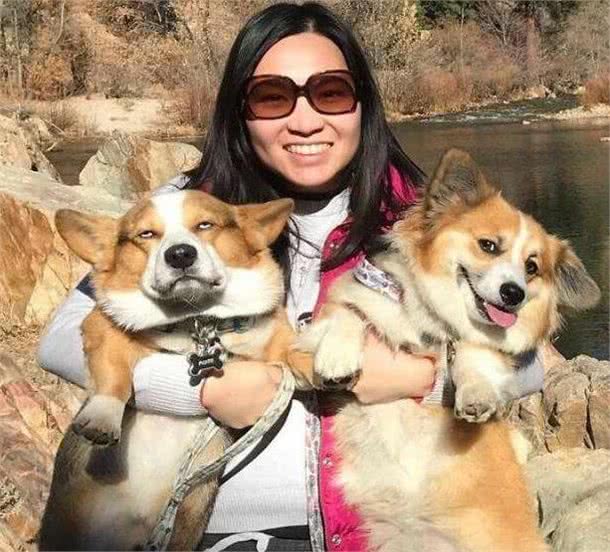 养柯基犬好吗？网友：养它有这5个好处，不想养其他了！