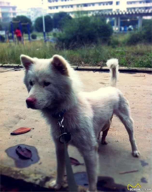 广东熊犬—中国不为人知的古老纯种猎犬