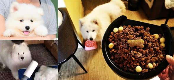 萨摩耶犬饲养技巧，送你“简单易把握”的全攻略