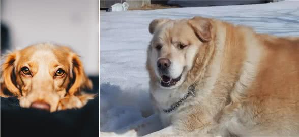 狗狗怀孕有什么症状？有哪些必须要注意的？