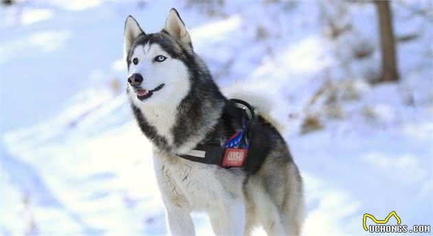 萌宠英雄传之西伯利亚雪橇犬