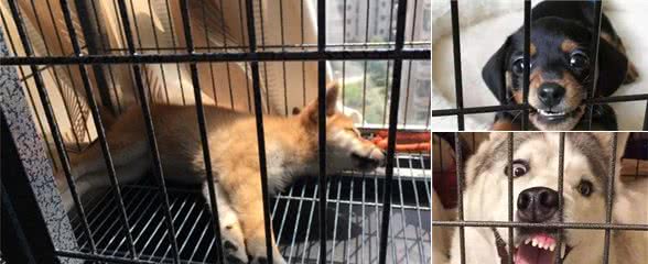 狗狗应不应该笼养？分析比较一下该怎么做，主人材心里有数
