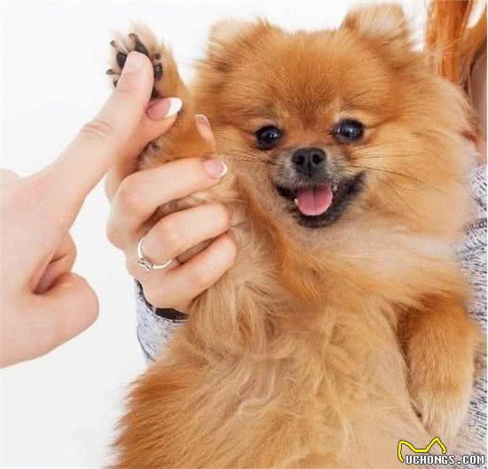 “博美犬”少人养的原因，看完你确定还敢说爱它吗？