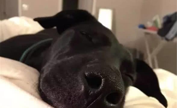 狗狗的鼻子都有哪些秘密呢