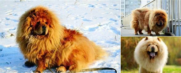 松狮犬原来这么“可怕”，难怪养的人少