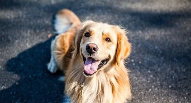 大型犬的头更大，它们会比小型犬更聪明吗？