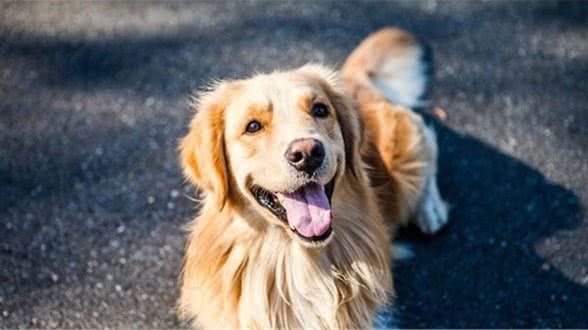 大型犬的头更大，它们会比小型犬更聪明吗？