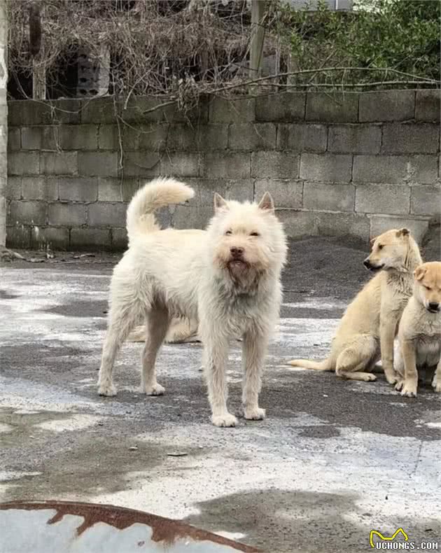 三种中华本土好猎犬，这几年宠主一直拴着，才没被伤害！