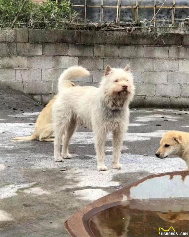 三种中华本土好猎犬，这几年宠主一直拴着，才没被伤害！