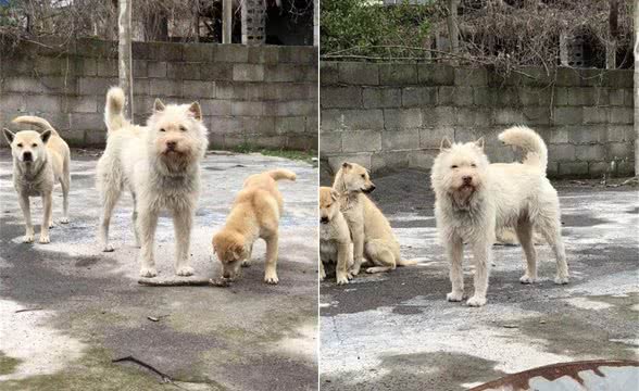 三种中华本土好猎犬，这几年宠主一直拴着，才没被伤害！