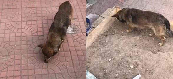 为奖励狗狗看家护院，主人赏它一块红烧肉，下一秒发生的事很心疼