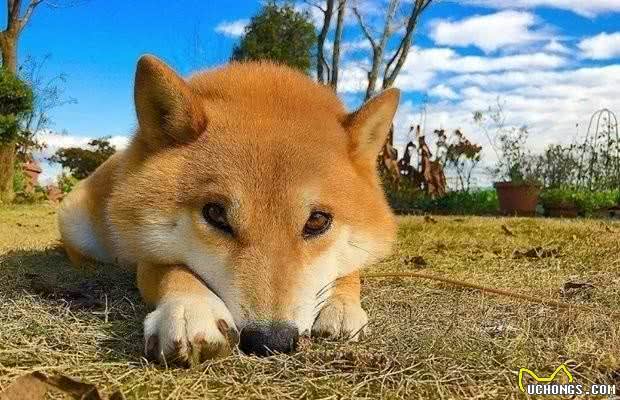 狗生艰难，柴犬需要静静地思考下狗生如何走下去