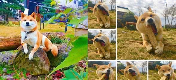 狗生艰难，柴犬需要静静地思考下狗生如何走下去