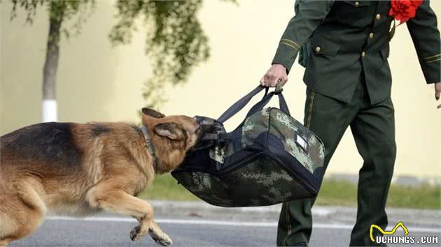 科普：一只优秀的警犬，身上应当具备的品质、能力，你都知道吗？