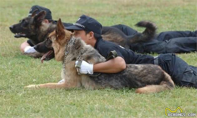 科普：一只优秀的警犬，身上应当具备的品质、能力，你都知道吗？