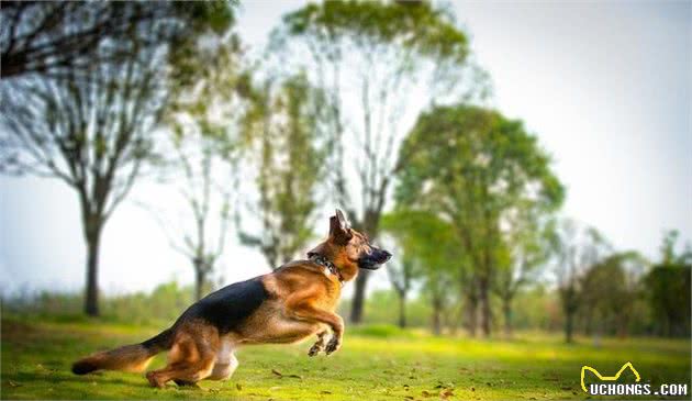 科普：一只优秀的警犬，身上应当具备的品质、能力，你都知道吗？