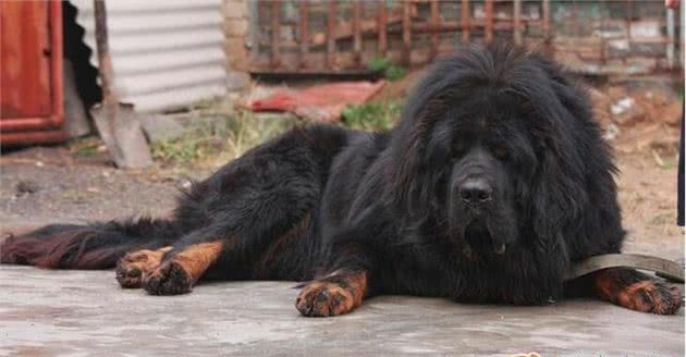 哪些属于烈性犬种类，哪些属于大型犬种类，您知道吗？
