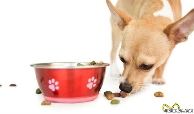 怎样解决犬厌食、挑嘴和肥胖的问题？科学的饲喂方法少不了