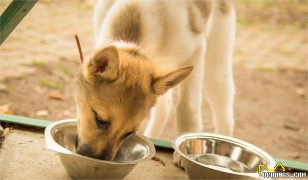 怎样解决犬厌食、挑嘴和肥胖的问题？科学的饲喂方法少不了