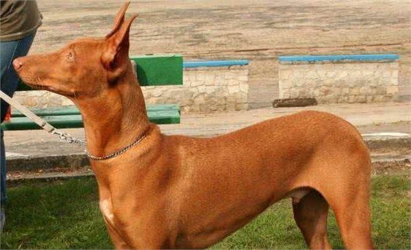 解读“法老王猎犬”，拥有高贵的血统的它，却是出名的捕猎高手