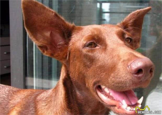 解读“法老王猎犬”，拥有高贵的血统的它，却是出名的捕猎高手