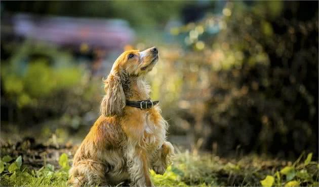 可卡犬分美卡和英卡，可为什么都不养英卡犬？